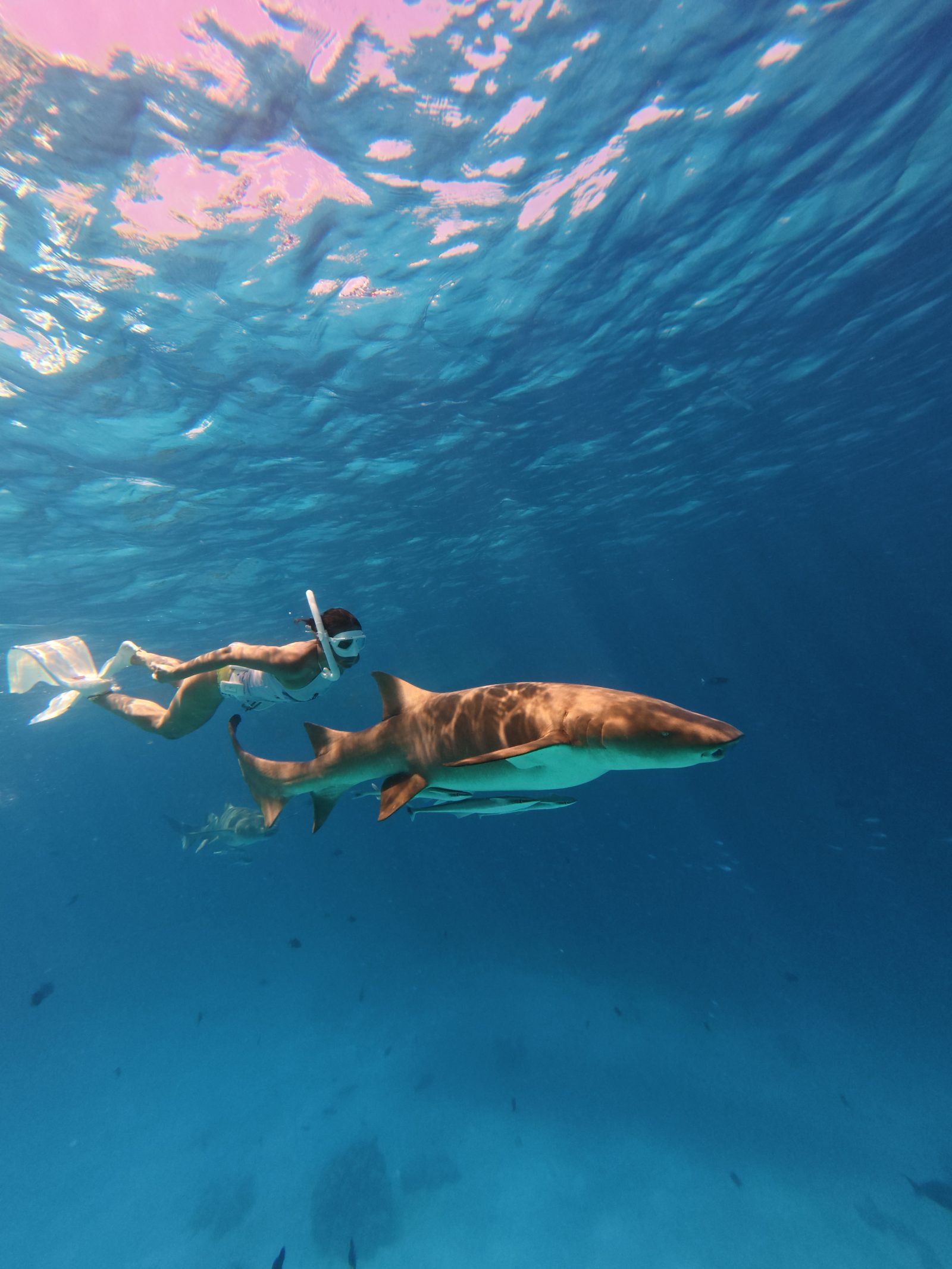 Snorkel junto a un tiburón nodriza en Maldivas