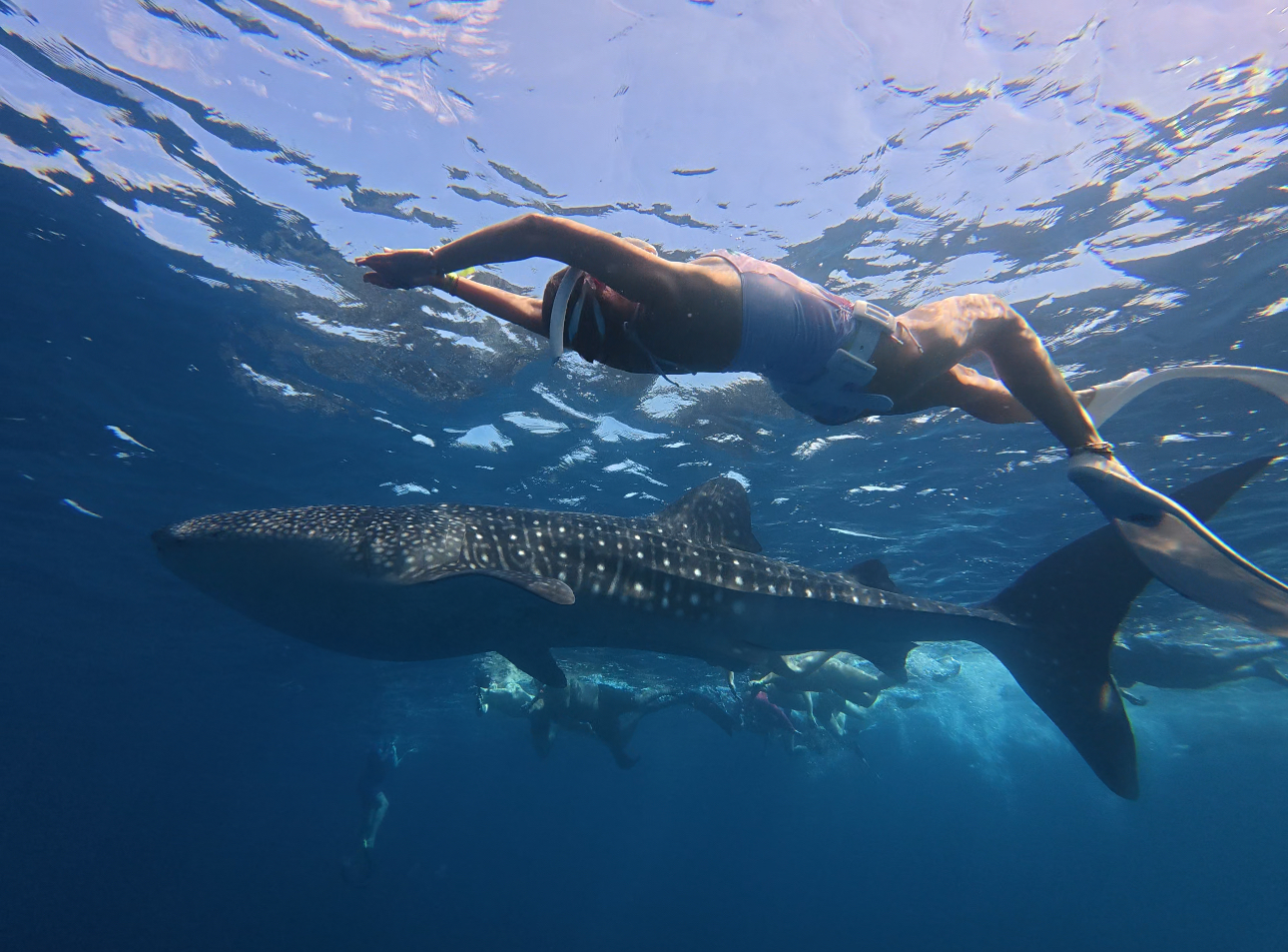 Snorkel junto a un tiburón ballena en Maldivas
