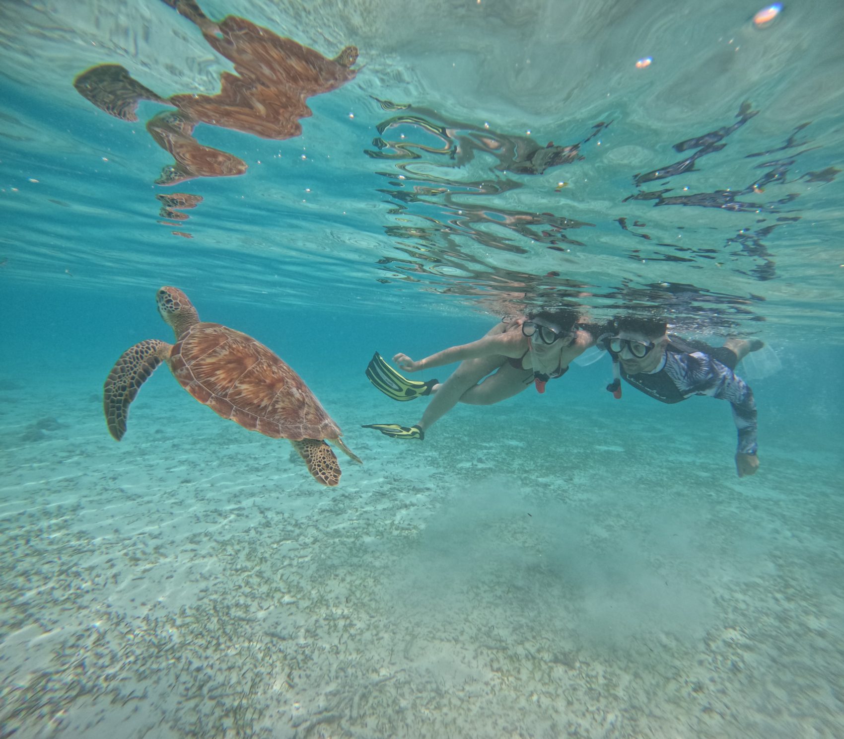 Snorkel con tortuga marina en un jardín de coral, Maldivas