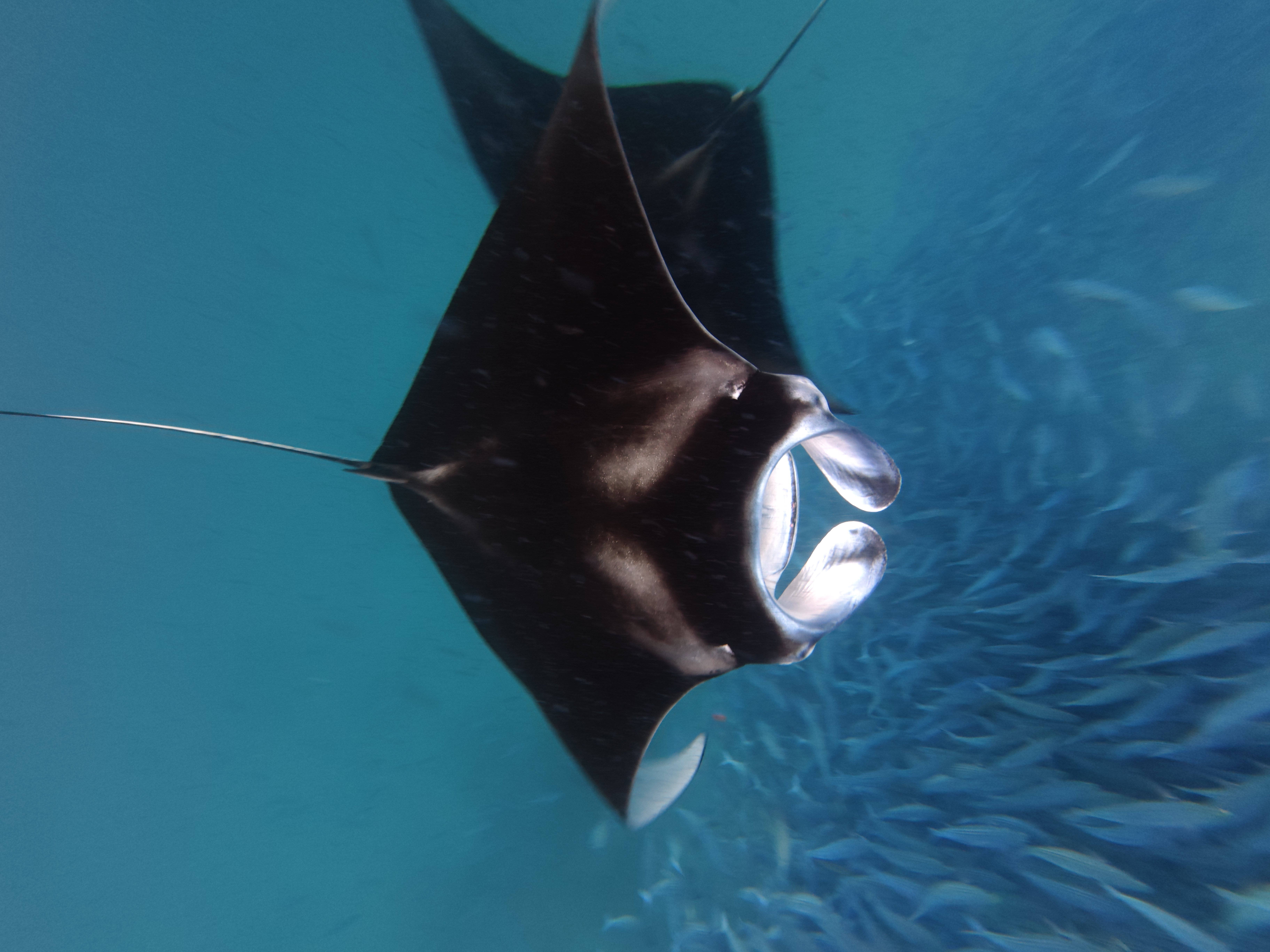 Manta raya nadando en aguas de Maldivas